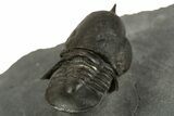 Pelagic Trilobite (Cyclopyge) Fossil - Huge Eyes #344601-5
